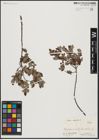 Foto von Salix aurita L.